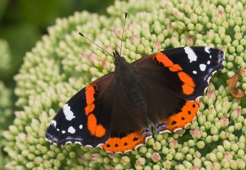 Butterfly red admiral resting on sedum flower buds