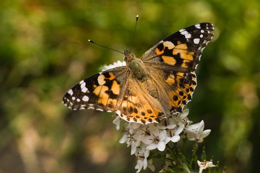 Butterfly painted lady drinking nectar from gooseneck loosestrife