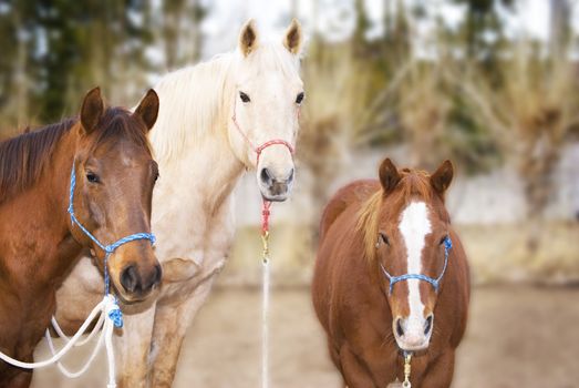 Horizontal image of a brown, sorrel (chestnut) and palomino horses wearing halters, looking into the camera with pleasant, interested expressions.  Room for Copy Space.