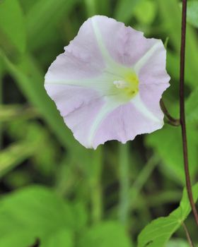 A wild morning glory bloom in the woods.