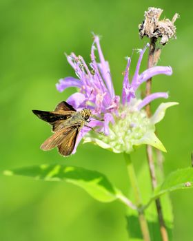 A skipper butterfly perched on a flower.