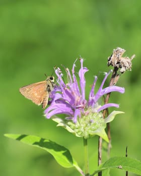 A skipper butterfly perched on a flower.