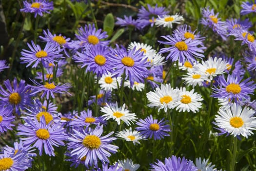 Flowers in a field.