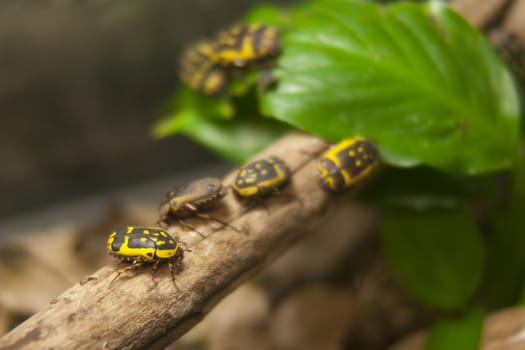 Insects on a branch.