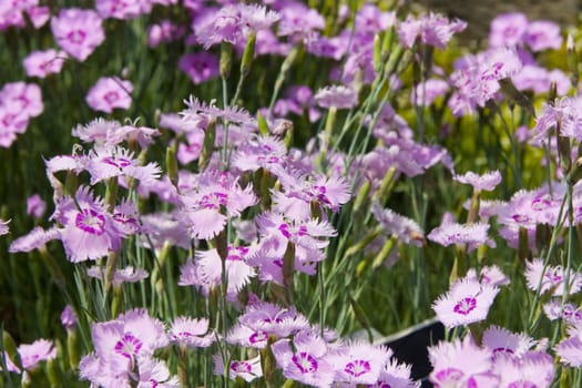 Pink flowers in a field.