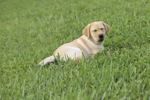 Yellow Labrador Puppy on green grass lawn

