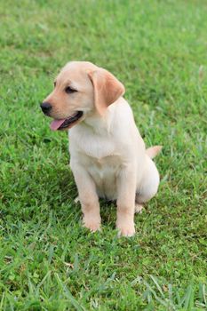 Yellow Labrador Puppy on green grass lawn
