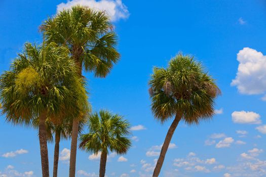 Palm Trees and Blue Sky white clouds