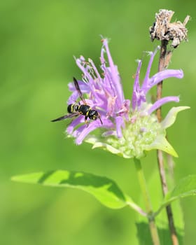 A potter wasp perched on a flower in a field.