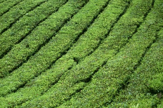 Tea plantation in the Cameron Highlands in Malaysia