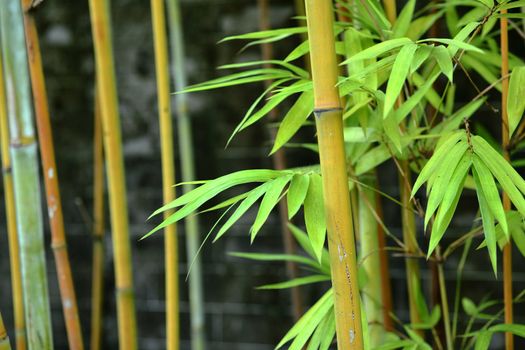 bamboo