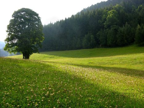 Solitary tree on alpine meadow