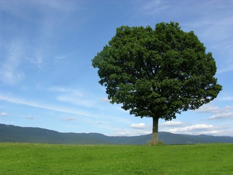 Landscape scenery with solitary tree