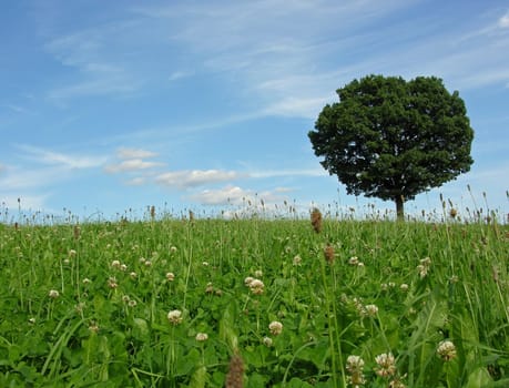 Landscape scenery with solitary tree