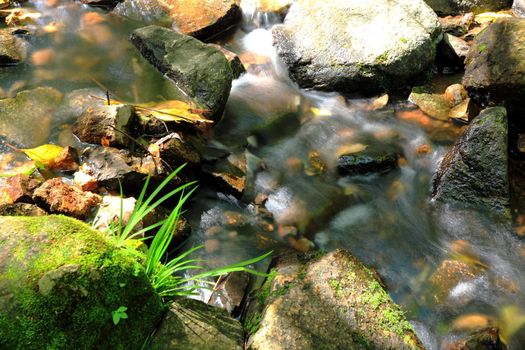water spring in forest