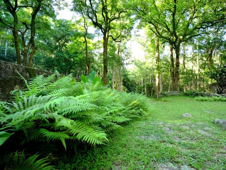 forest