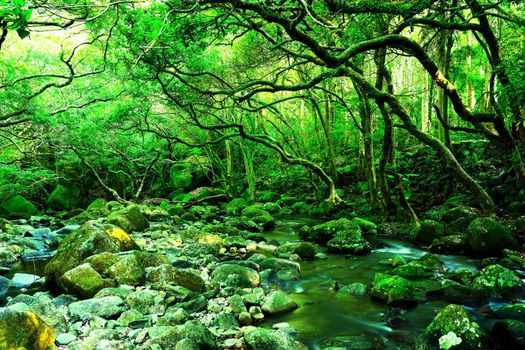 water spring in forest