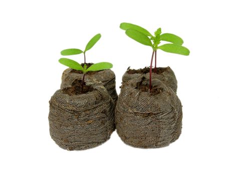 Seedlings in a peat pot - marigold (Tagetes)