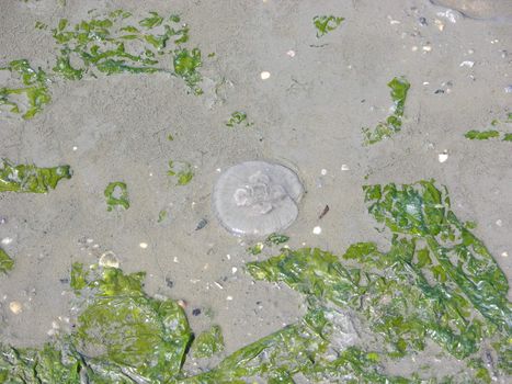 Jellyfish and algae on beach at North Sea