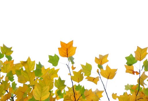 Yellow and green fall leaves