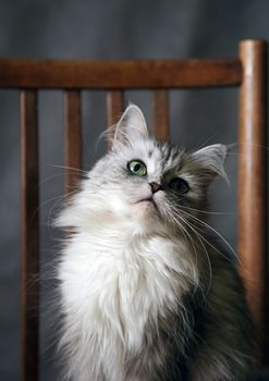 Grey cat with green eyes in studio