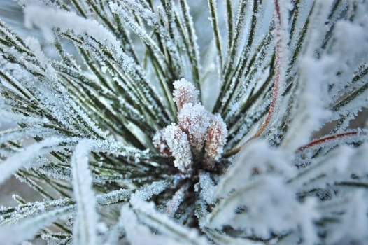 One frosty day