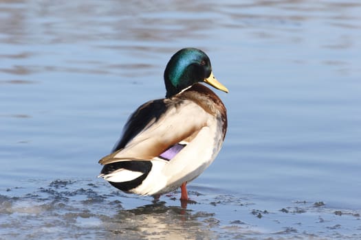 Birds, Duck on Lidu Moscow-river