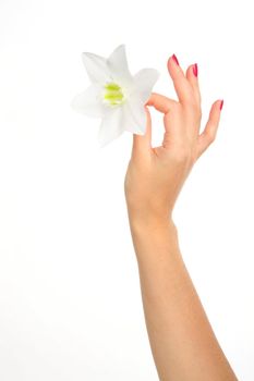 feminine hand with gentile flower, part of body