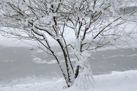 winter landscape with covered by snow tree on the frozen riverside