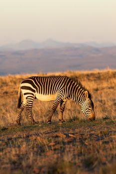 A mountain zebra  (Equus zebra) grazing in the Mountain Zebra National Park, South Africa.
