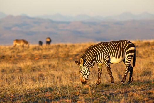 A mountain zebra  (Equus zebra) grazing in the Mountain Zebra National Park, South Africa.
