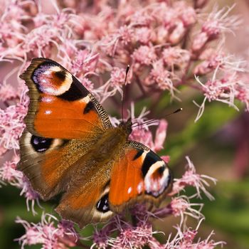 Peacock butterfly getting nectar from Gravel root