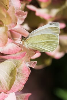 A small white butterfly on pink hortensia