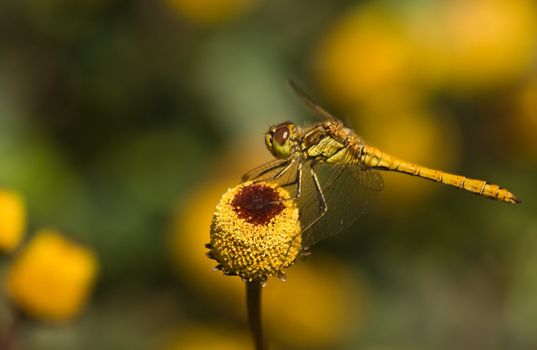 Yellow dragonfly resting on flowers in the sun