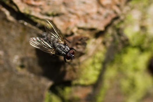 Fly sitting on bark of an apple tree
