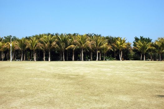 South-East China, coastline in Guangdong province with typical palmtrees and dry grass burned by sun.