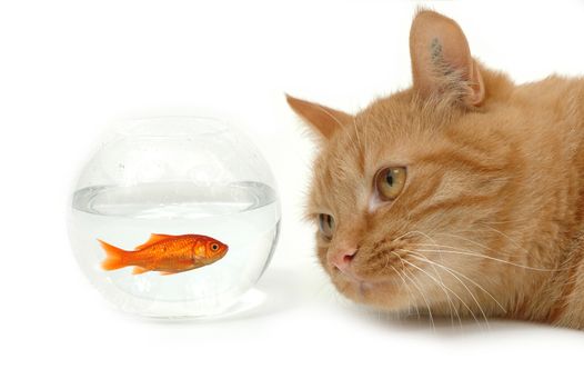 Cat is lokking at a goldfish in a bowl. The cat and goldfish are taken on a white background.