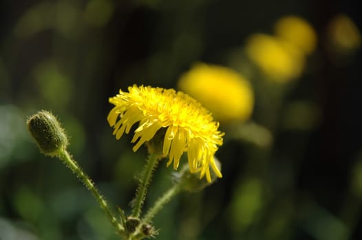 Yellow flowers in focus and blur