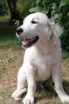 Young dog is sitting in the sun.