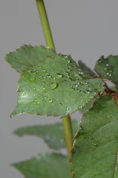 Leafs from a rose, whit waterdrops.