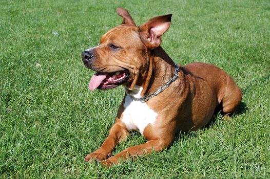 Dog is resting on the grass