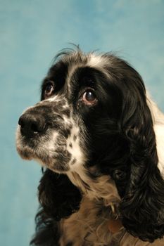 Sad and sweet dog posing on blue background.