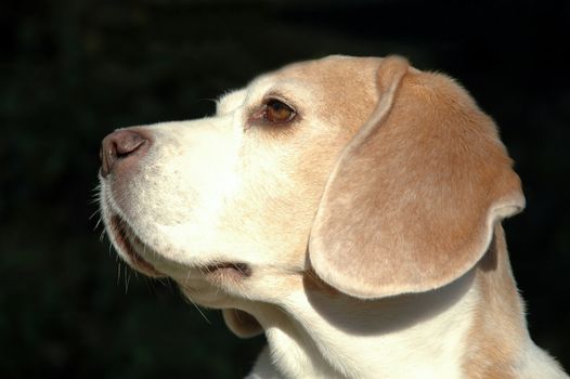 Dog is posing in profile.