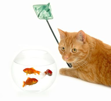 Cat is holding a fishingnet, ready to catch goldfish.