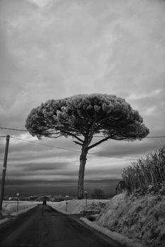 Countryside in Tuscany, Italy, Infrared Black and White Picture