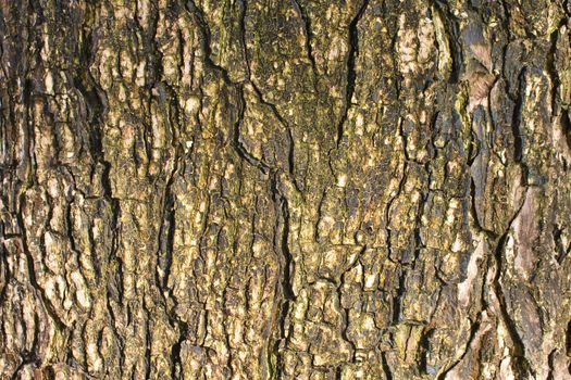 Alive tree texture