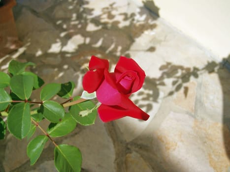Red rose
