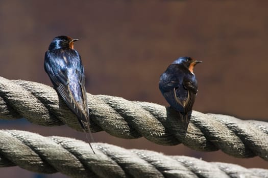 Two Barn swallows sitting on ropes in the sun