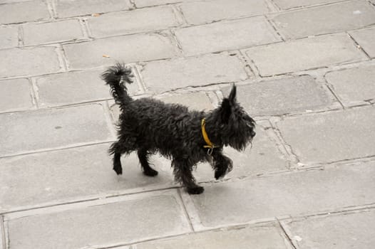 Black dog in Venice