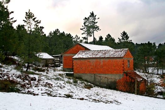 cold winter landscape with snow